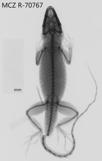 Media type: image;   Herpetology R-70767 Aspect: dorsoventral x-ray
